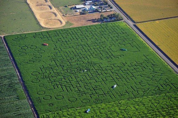 Лабиринт Cool Patch Pumpkins<br />
Cool Patch Pumpkins в Калифорнии – является самым крупным кукурузным лабиринтом в мире, созданный Мэттом и Марком Кули в 2000 году. Изначально, его площадь составляла около 6 гектаров, однако сейчас он увеличился в три раза – до 18 гектаров. В 