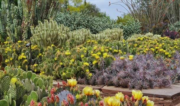 Пустынный ботанический сад в Фениксе, штат Аризона ( США)<br />
Эта известная пустыня в форме ботанического сада была создана в 1939  году, она занимает территорию, площадь которой составляет 20 гектаров. Туристы, которые посещают столь уникальный ботанический сад, могут осмотреть и подробно познакомиться с более, чем 21 тысячью растений, которые произрастают в пустыне. Это флора, которая способна поражать своим разнообразием и свойствами приспосабливаться к засушливым и жарким условиям. Коллекция кактусов особенно удивляет, она насчитывает около 1350 видов. Примечательна и уникальная коллекция агав, представленная 176 видами.<br />
