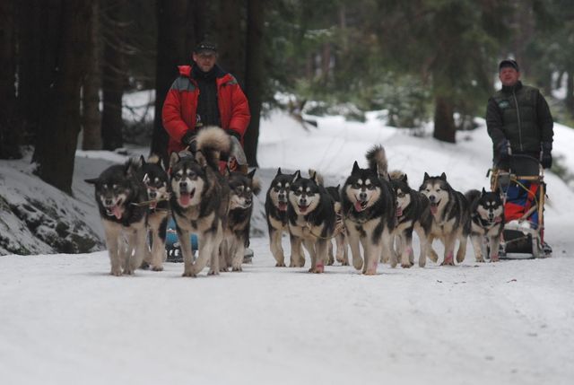 Лайки. В Орлицких горах каждый год проходит один из этапов всемирной гонки на собачьих упряжках
