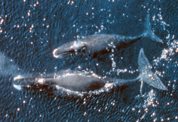 Гренландский кит<br />
Гренландский кит или полярный кит — морское млекопитающее подотряда усатых китов. Единственный вид рода гренландских китов. Средняя продолжительность жизни — около 40 лет. Однако, отдельные особи могут дожить до 211 лет, что является рекордом среди позвоночных животных. Гренландский кит обитает в холодных водах Северного полушария, самое 