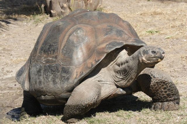 Слоновая черепаха<br />
Слоновая черепаха или галапагосская черепаха— вид сухопутных черепах. Эндемик Галапагосских островов, вид, находящийся под угрозой исчезновения. Является крупнейшим из живущих в настоящее время сухопутных черепах и 10-м по весу среди всех живущих рептилий, достигая веса более 400 кг и длины более 1,8 метров. При продолжительности жизни в дикой природе более 100 лет, галапагосские черепахи являются одними из самых долгоживущих позвоночных. В неволе пойманные особи жили как минимум 170 лет. Для черепах родиной являются семь Галапагосских островов, вулканический архипелаг, находящийся приблизительно на 1000 км западнее побережья Эквадора.<br />
