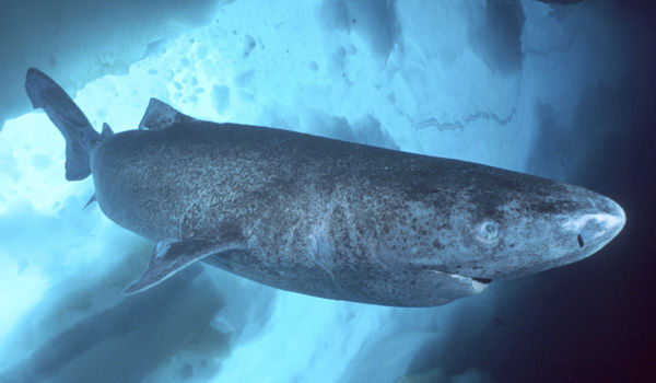 Гренландская полярная акула<br />
Гренландская полярная акула— вид рода полярных акул семейства сомниозовых акул отряда катранообразных. Обитает в водах Северной Атлантики. Максимальная зарегистрированная длина составляет 6,4 м, а масса — около 1 тонны. Самые крупные особи могут достигать 7,3 м и весить до 1,5 т. Однако в среднем длина этих акул колеблется в пределах 2,44—4,8 м, а вес не превышает 400 кг. Это одни из самых долгоживущих рыб и позвоночных вообще (среди акул подобные оценки максимального возраста — около 100 лет — существуют еще для катрана). Но в неволе гренландские полярные акулы еще ни разу не жили дольше месяца.<br />
Фото: animaladay.blogspot.com<br />
