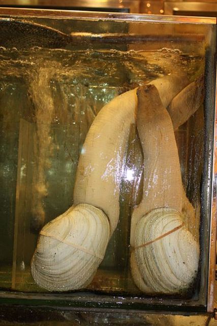 Гуидак<br />
Гуидак — вид морских двустворчатых моллюсков из семейства Hiatellidae. Эти крупные (до 1,5 кг весом) организмы обладают очень длинными сросшимися сифонами (до 1 м в длину) и сравнительно небольшой (до 20 см) хрупкой раковиной. Считается самым крупным роющим моллюском. Panorpea generosa обитает у северо-западного побережья США и Канады. Этот моллюск знаменит как один из самых долгоживущих животных: средняя продолжительность жизни гуидаков — 146 лет, а возраст самой старой найденной особи составил 160 лет. Выдвигаются два возможных объяснения такого долголетия. Первая — не слишком интенсивный обмен веществ, вторая — отсутствие естественных врагов. Единственными хищниками, которые способны нанести моллюску урон, оказываются мелкие акулы и каланы, способные извлечь его из грунта, а также морские звёзды, которые атакуют находящийся на поверхности грунта сифон.<br />
