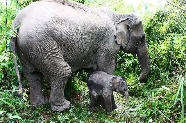 Азиатский слон<br />
Азиатский слон, или Индийский слон — млекопитающее отряда хоботных, единственный современный вид рода Азиатские слоны  и один из трех современных видов семейства слоновых. Азиатский слон — второе по величине наземное животное после саванного слона. В природе индийские слоны доживают до 60—70 лет, в неволе — до 80 лет. Взрослые слоны не имеют естественных врагов (кроме человека); на слонят могут нападать тигры и индийские львы. В зоопарке штата Орегон (расположен в Портленде , США), имеется уникальный в своем роде музей слонов (как индийских, так и африканских).<br />
