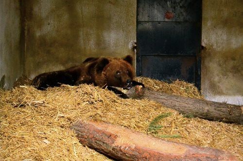 Медведи в зоопарке иногда просыпаются, чтобы перекусить. Фото: Пресс-служба Киевского зоопарка