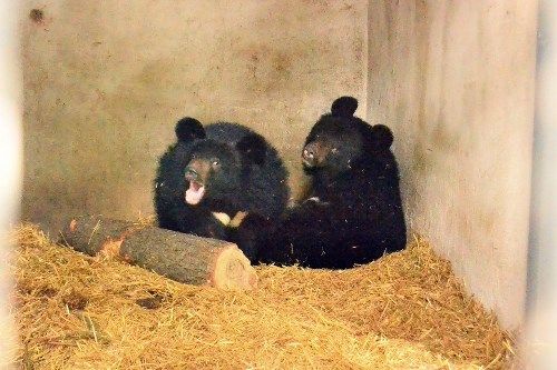 Медведи в зоопарке иногда просыпаются, чтобы перекусить. Фото: Пресс-служба Киевского зоопарка
