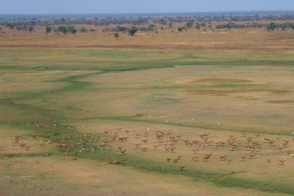 Национальный парк Кафю<br />
Самый большой в Замбии национальный парк Кафю расположен около реки с одноименным названием в двухстах километрах от Лусаки. Это самый крупный объект подобного рода в стране, основанный в 1950 году. Своему вечнозеленому цветущему виду земли парка обязаны рекам Лунга, Кафю и Луфупа. Местные реки, включая огромное водохранилище Итежи-Тежи, являются прекрасной средой обитания для большого количества рыб и других пресноводных обитателей. <br />
В заповеднике обитает больше 150 видов экзотических млекопитающих, 500 видов африканских птиц, 70 видов пресмыкающихся. Это и несколько вид антилоп, тростниковый козел, кустарниковая свинья, гиена, дикая собака, львы, леопарды, гепарды и многие другие. На скалах залива в огромных количествах селятся орланы-долго хвосты, бакланы.  Из растений особый интерес представляют баобабы, финиковые пальмы, деревья-канделябры, многочисленные тиковые джунгли.<br />
Фото: www.smashinglists.com/top-10-wildlife-reserves/<br />
