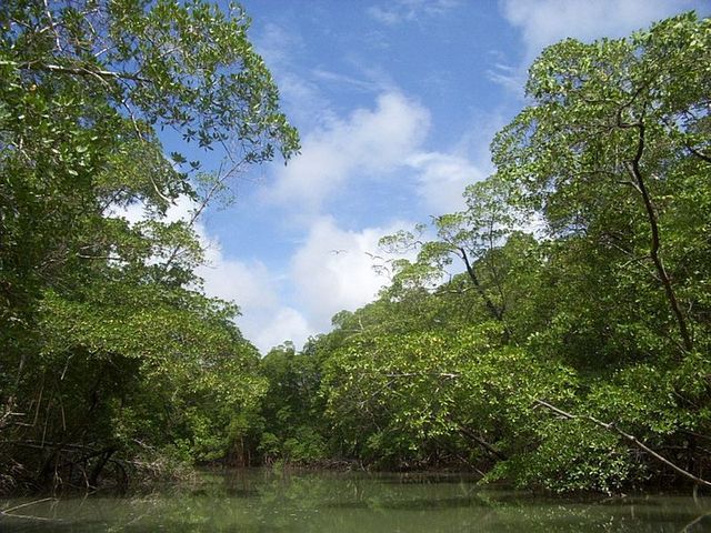 Дождевые леса Амазонии<br />
Дождевые леса Амазонии или амазонские джунгли расположены на обширной, почти плоской, равнине, охватывающей почти весь бассейн реки Амазонки. Собственно лес занимает 5,5 миллионов квадратных километров. Лес располагается на территории 9 государств: Бразилия, Перу, Колумбия, Венесуэла, Эквадор, Боливия, Гайана, Суринам, Французская Гвиана. Леса Амазонии — самый крупный тропический лесной массив в мире. Они занимают половину общей площади оставшихся на планете тропических лесов. Влажные тропические леса Южной Америки отличаются наибольшим разнообразием. Разнообразие животных и растений там намного больше, чем в тропических лесах Африки и Азии. Каждый десятый описанный вид животного или растения распространен в амазонских джунглях. Здесь было описано, как минимум, 40 тысяч видов растений, 3000 видов рыб, 1294 вида птиц, 427 видов млекопитающих, 428 видов земноводных, 378 видов пресмыкающихся и от 96,660 до 128, 843 видов различных беспозвоночных. Из крупных хищников здесь обитают ягуар и кайман. Змеи анаконда и ядовитые шушуя и жарарака, а также 