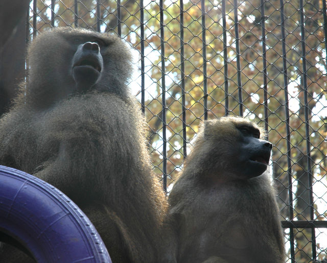 Фото: Харьковский зоопарк