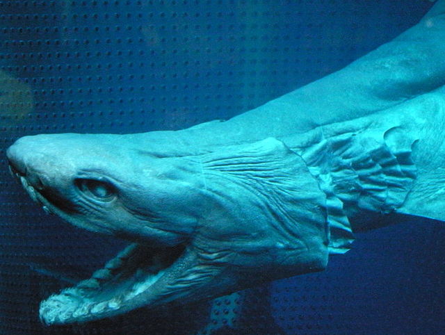 Плащеносная акула<br />
Плащеносная акула — вид из рода плащеносных акул одноименного семейства. Внешне акула похожа на странную морскую змею или угря, чем на других акул. Обитает в Атлантическом и Тихом океанах. Этот редкий вид встречается на внешнем крае континентального шельфа и в верхней части материкового склона на глубине до 1570 м. Из-за наличия примитивных черт плащеносную акулу называют 