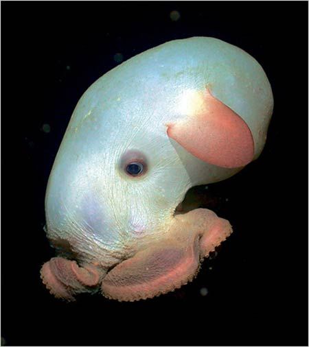 Гримпотевтис<br />
Гримпотевтис — род глубоководных осьминогов. Они обитают на глубинах океана, и были обнаружены особи некоторых видов даже на глубине 7 000 метров, хотя обычно они обитают на глубине от 100 до 5 000 метров. Обычно в зрелом возрасте эти осьминоги достигают длину в 20 сантиметров, однако самый большой когда-либо зарегистрированный представитель этого рода был в длину около 180 сантиметров и весил около 6 килограммов.<br />
Фото:www.realmonstrosities.com<br />
