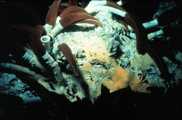 Рифтия<br />
Рифтия – животное из семейства погонофор. Обитает в области термальных источников рифтовой зоны (отсюда и название рода) у Галапагосских островов (глубина 2450 и) и в восточной части Тихого океана (21° с. ш., глубина 2620 м.). Длина тела этих животных достигает 1,5 м при толщине 4 см, а длина белых цилиндрических трубок с высовывающимися из них ярко-красными щупальцами иногда превышает 3 м.<br />
