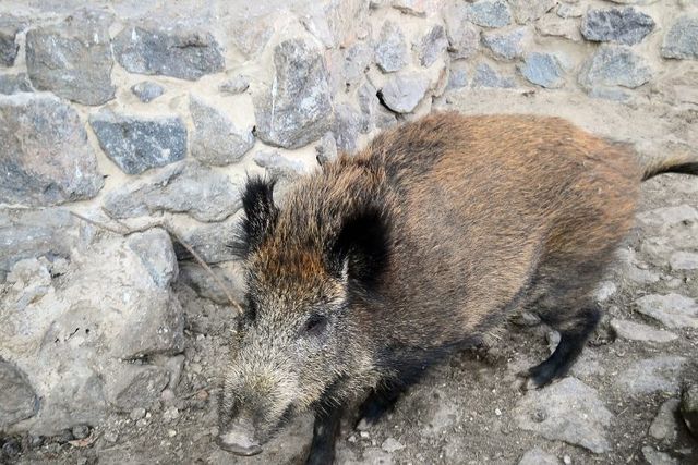 Свинья Изольда. Фото пресс-службы зоопарка