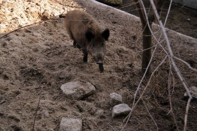 Свинья Изольда. Фото пресс-службы зоопарка