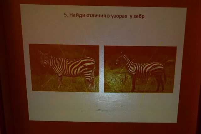 Детям из больницы рассказали о лошадях. Фото: Пресс-служба Киевского зоопарка