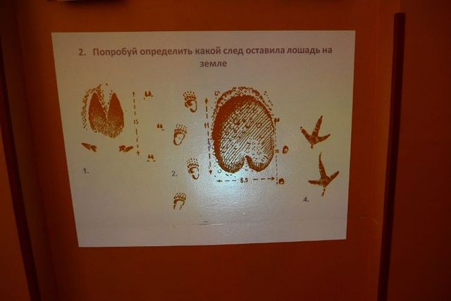Детям из больницы рассказали о лошадях. Фото: Пресс-служба Киевского зоопарка