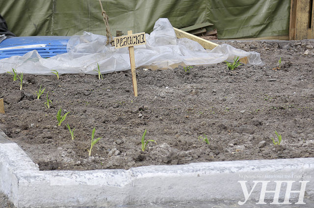 Возле палатки на Майдане посеяли редиску. Фото: УНН