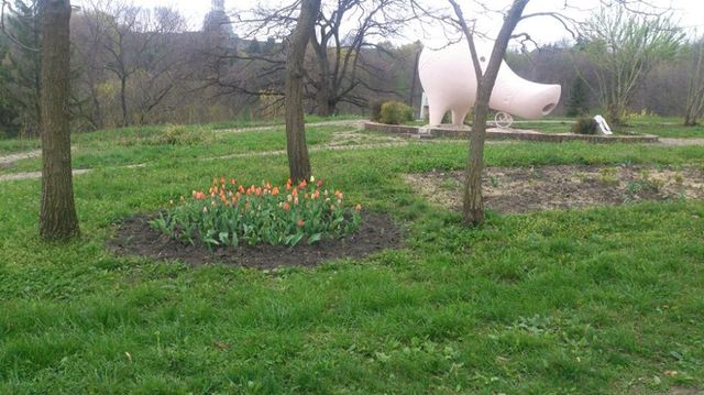 Тюльпаны скоро расцветут. Фото: Михаил Царенко, "Фейсбук"