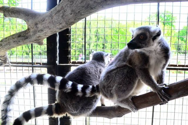 Фото: Пресс-служба Киеского зоопарка