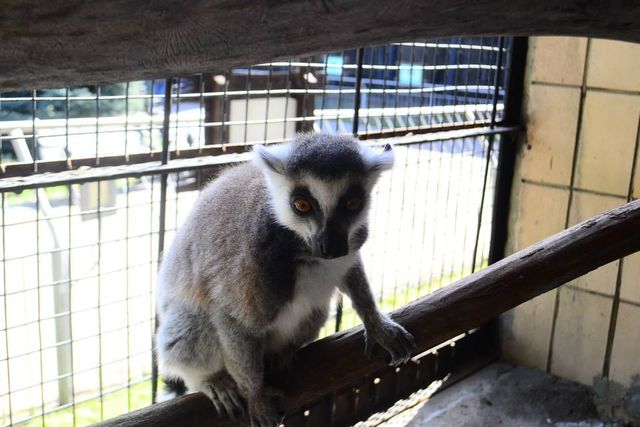 Фото: Пресс-служба Киеского зоопарка
