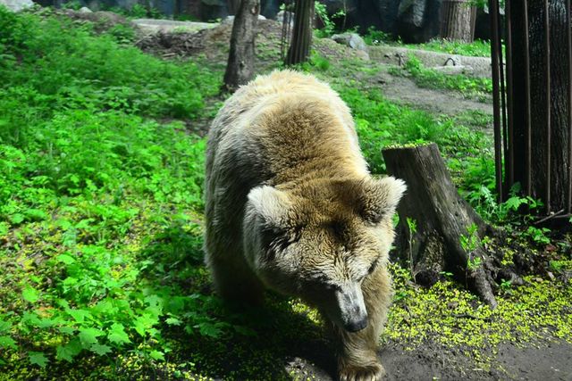 <p>Ведмедик гріється на сонці і гуляє по вольєру. Фото: прес-служба Київського зоопарку</p>