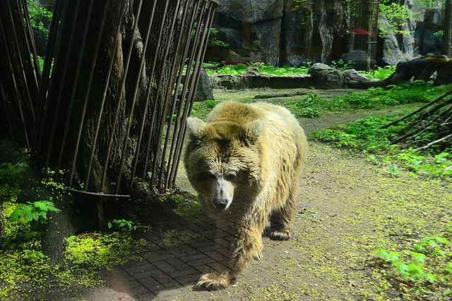 <p>Ведмедик гріється на сонці і гуляє по вольєру. Фото: прес-служба Київського зоопарку</p>