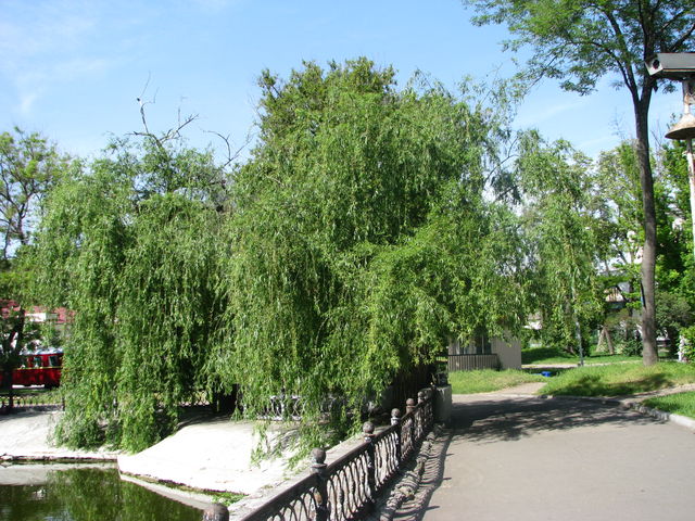 Парк ім. Глоби в Дніпропетровську. Фото: А. Никитін