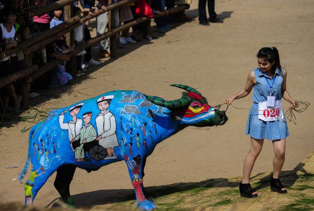 Китай. В Поднебесной  прошло  необычное соревнование – бычий боди-арт. Участники съезжаются сюда, чтобы показать своего расписного быка. Неудивительно, ведь главный приз, который получит хозяин быка-победителя составит 100 тысяч юаней, а это чуть более 16 тысяч долларов. Фото: AFP<br />
