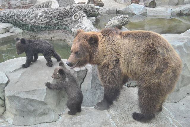 Медвежатам выберут имена. Фото пресс-службы зоопарка