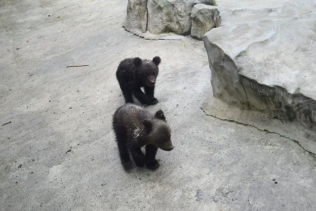 Медвежатам выберут имена. Фото пресс-службы зоопарка