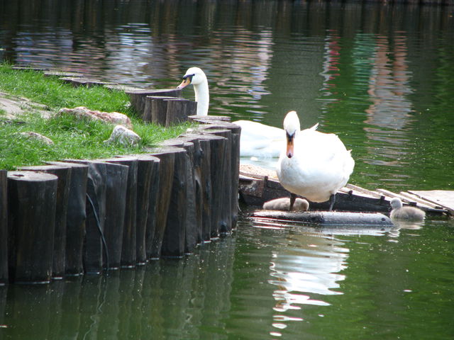 У лебедей в харьковском парке появилось потомство. Фото: Руслан Алтейба