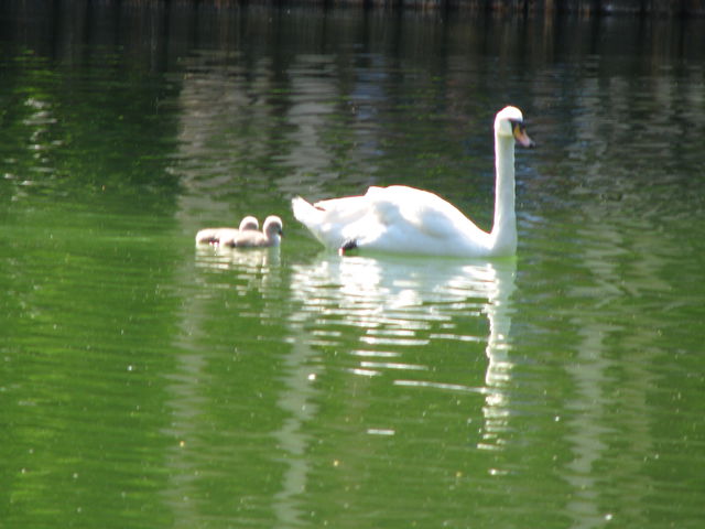 У лебедей в харьковском парке появилось потомство. Фото: Руслан Алтейба