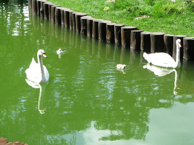 <p>У лебедів у харківському парку з'явилося потомство. Фото: Руслан Алтейба</p>