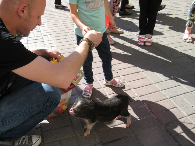 Свинка Люся. Любит овощи и лечит деток, больных ДЦП | Фото: Александр Марущак