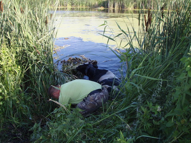 Без помощи спасателей буренка пошла бы на дно. Фото: управление ГоСЧС в Киевской области