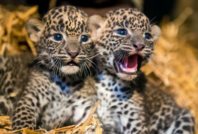 Шри-Ланка. В зоопарке родились леопарды.  По словам ветеринаров, маленькие леопарды совершенно здоровы и прекрасно набирают вес, это позволяет всем надеяться, что все они доживут до зрелого возраста и оставят после себя не одно потомство. Фото: AFP