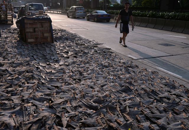 Гонконг.  Продавцы акульего мяса предпочитают сушить плавники подальше от глаз прохожих. Гонконг является крупнейшим в мире рынком по продаже акульих плавников. Из плавников, считающихся в странах Азии редким и изысканным деликатесом, готовят супы, отведать которые можно только в дорогих ресторанах. Внимание природоохранных организаций все больше обращается к теме акул, которых жестоко истребляют ради плавников в странах, где это еще не запрещено. Фото: AFP