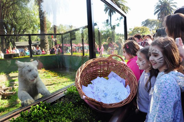 Буенос-Айрес. У зоопарку показали трьох білих блакитнооких тигренят: двох дівчаток і хлопчика. Вони народилися взимку. За словами доглядачів, тварини розвиваються в рамках норми. До речі, імена для малюків вибирали діти всієї країни. Фото: AFP