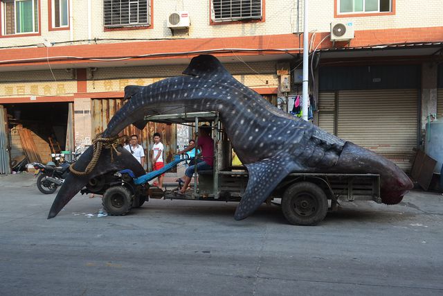 Китай. Рыбак из провинции Фуцзянь поймал сетью китовую акулу. По данным местных СМИ, необычный улов весит более 2 тонн, а в длину он достигает пяти метров. Фото: AFP
