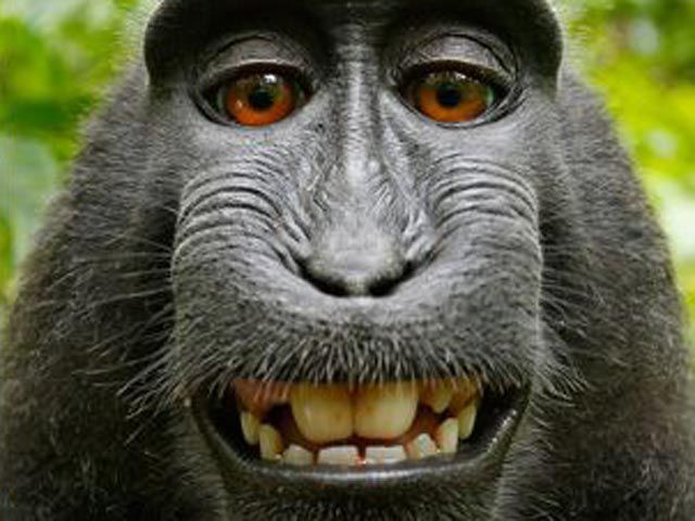Британський фотограф Девід Слейтер зажадав від Wikimedia видалити зображення чорної макаки з безкоштовного розділу. У 2011 році в Індонезії він залишив камеру без нагляду, а одна з мавп схопила її і зробила 