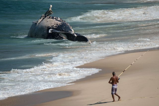Ріо-де-Жанейро. На пляж хвилями винесло величезного кита. За словами біологів, морська тварина загинула ще до того як потрапила на берег. Фото: AFP