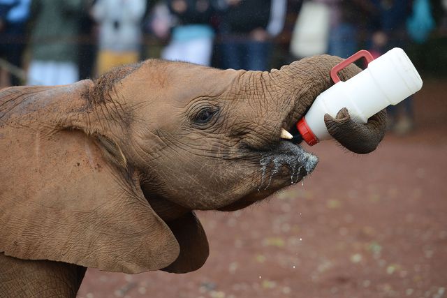 Африка. Працівники Національного зоопарку Найробі випустили у світ маленького слона, який залишився сиротою. Зараз слони перебувають під загрозою зникнення через браконьєрів і незаконну торгівлю слоновою кісткою. Фото: AFP