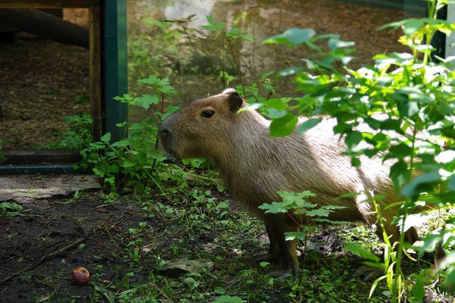 Эти милые грызуны могут вырастать до размеров собаки. Фото: пресс-служба Киевского зоопарка