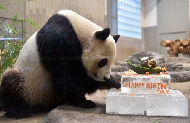 Японія. В токійському зоопарку Уено відзначили день народження його мешканця – панди Рі Рі. На 9-річчя японські школярі зробили для ведмедика незвичайний сюрприз – приготували торт. Інгредієнтами для ласощів стали овочі і лід, а прикрасили частування їстівною фігуркою маленької панди. Судячи з фотографій, Рі Рі був дуже задоволений подарунком. Фото: AFP
