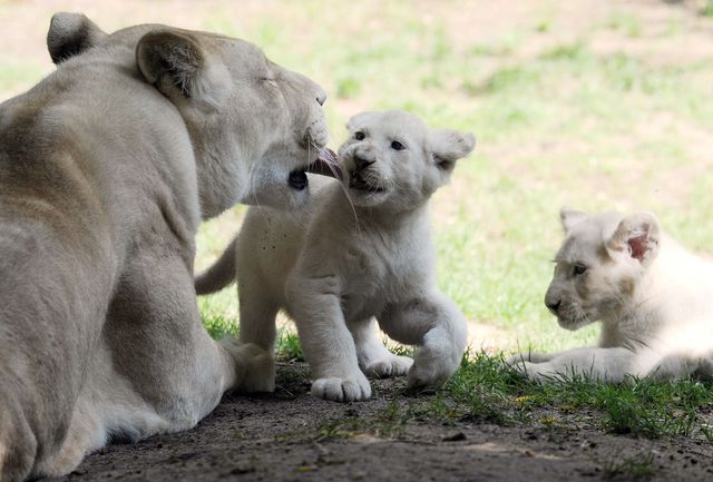 Франція. Працівники зоопарку випустили маленьких білих левенят, щоб на малюків змогли подивитися відвідувачі звіринця. Фото: AFP
