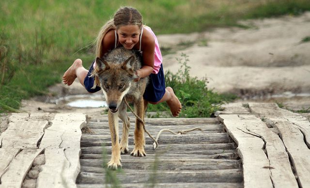 Белоруссия. Семья егеря пять лет назад одомашнила волка.  Теперь зверь буквально ручной. Фото: AFP