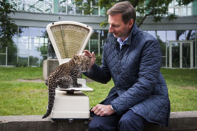 Германия. В берлинском зоопарке три недели назад родился маленький леопард. Малыша взвесили – его вес меньше трех килограмм. Фото: AFP