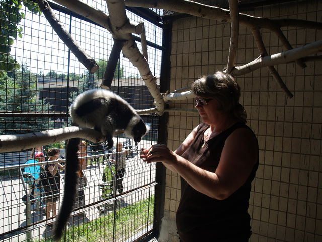 <p>Новенькі лемури абсолютно не бояться людей. Фото: прес-служба Київського зоопарку</p>