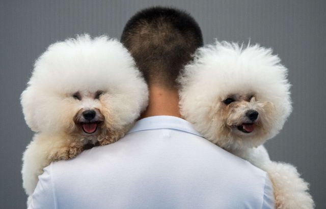 Китай. В Ханчжоу прошла выставка собак.  Мероприятие длилось три дня. Фото: AFP
