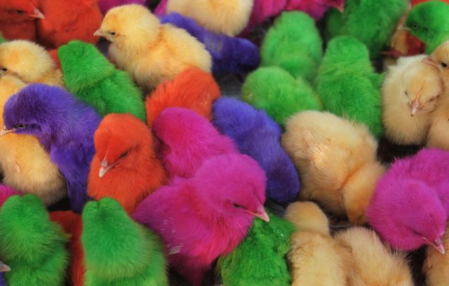 Окрашенных в яркие цвета птенцов можно приобрести у уличных торговцев в Китае, Индии, Малайзии, Марокко, Йемене и даже США, где они привлекают внимание прохожих своим неестественным окрасом. Многие люди не знают, что их окрашивают еще до вылупления из яйца – краска вводится в эмбрион. Как правило, это пищевой краситель. Фото: AFP<br />
